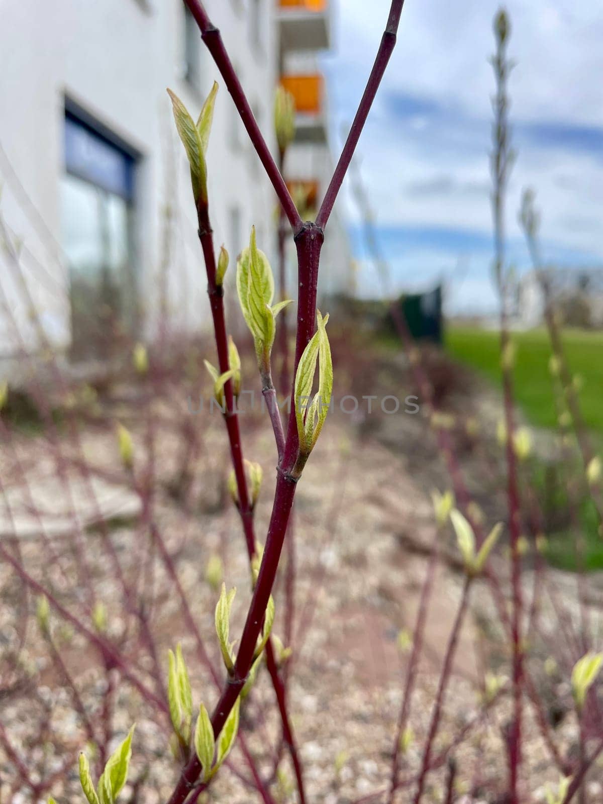 Leaf buds bloom on the twigs of bushes in early spring. High quality photo