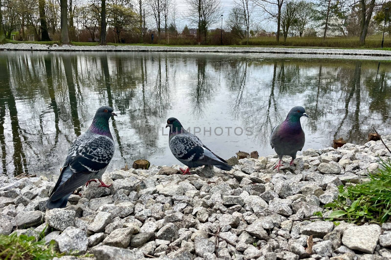 Near the lake, pigeons are standing on the shore on stones. High quality photo