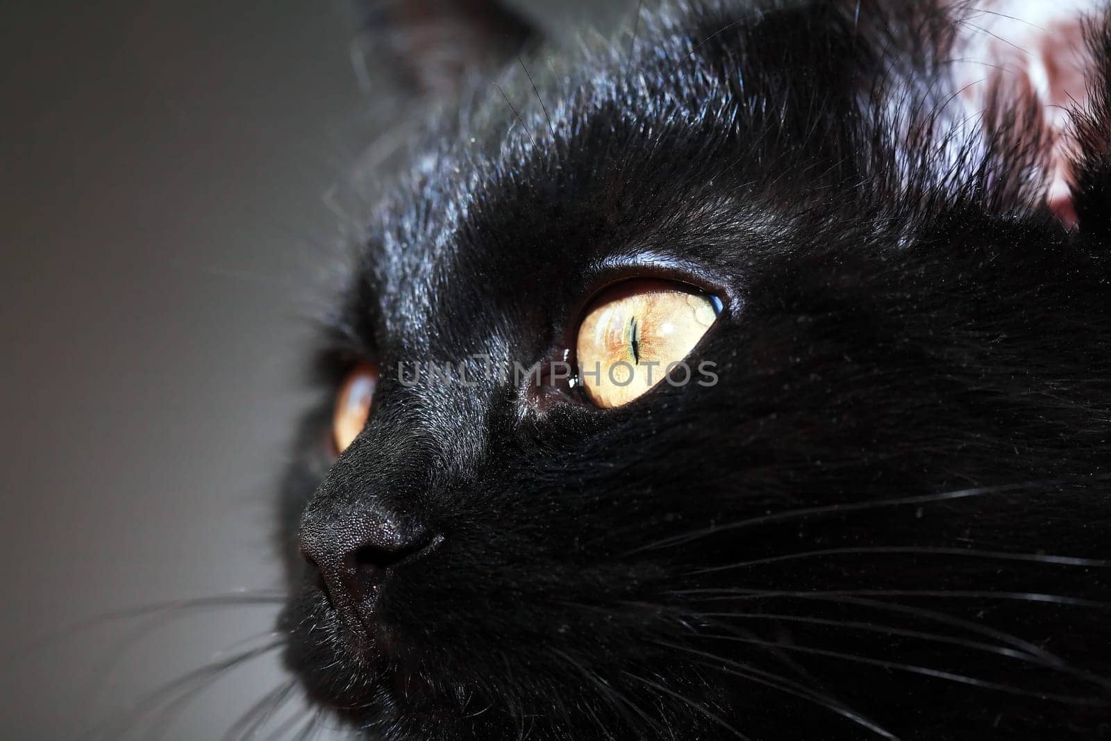 Portrait Of A Black Cat by kvkirillov