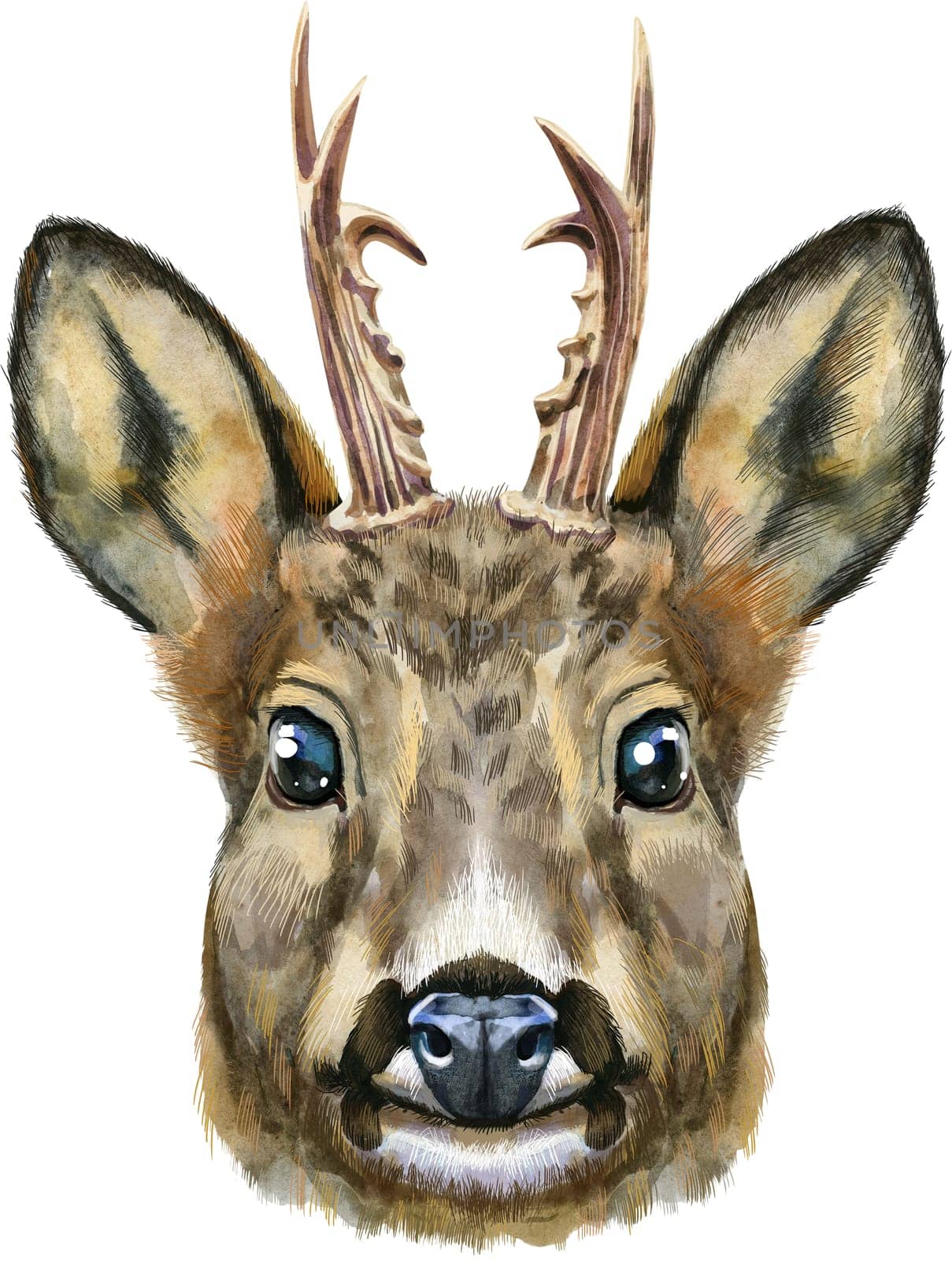 Watercolor portrait of a roe deer on white background by NataOmsk