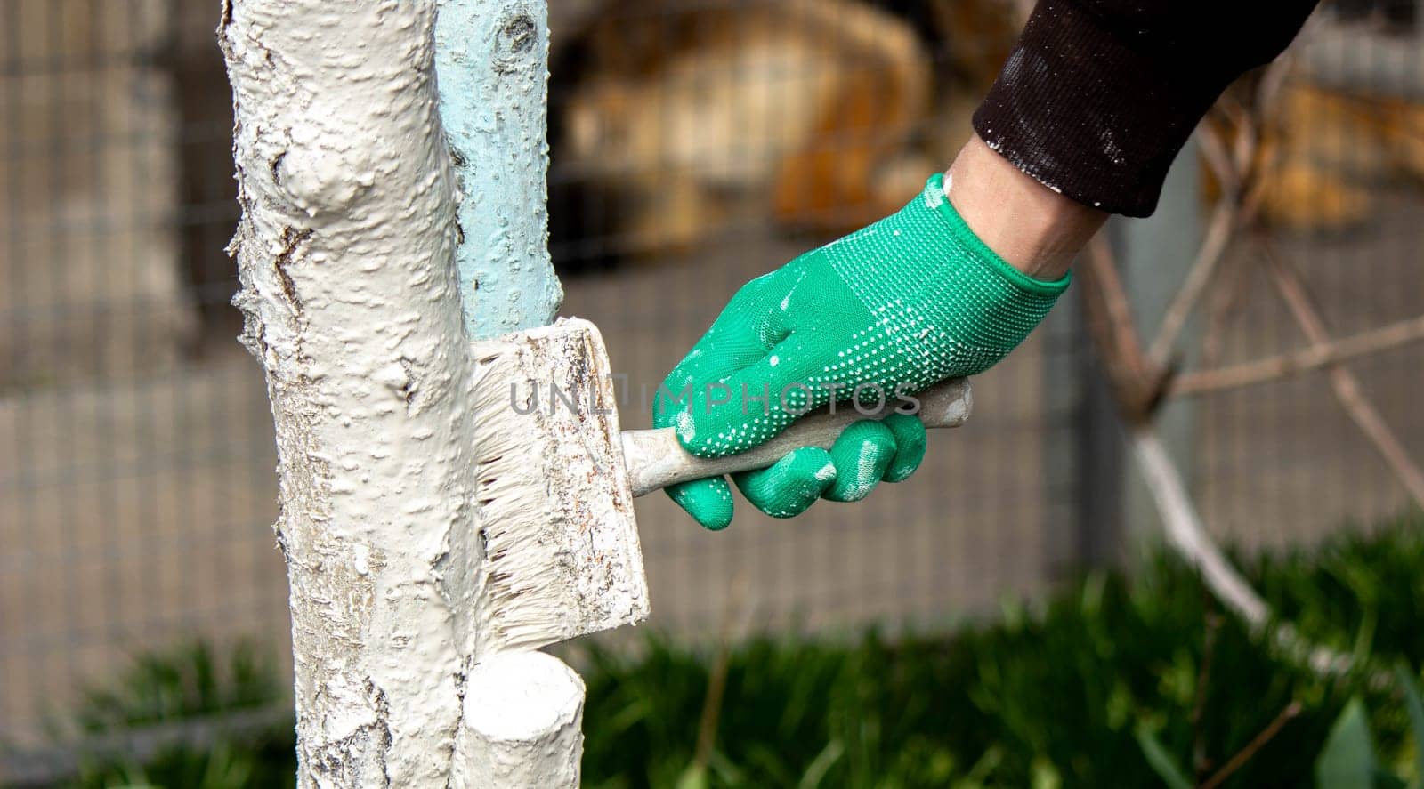 a man whitewashes trees in the garden in spring. Selective focus.