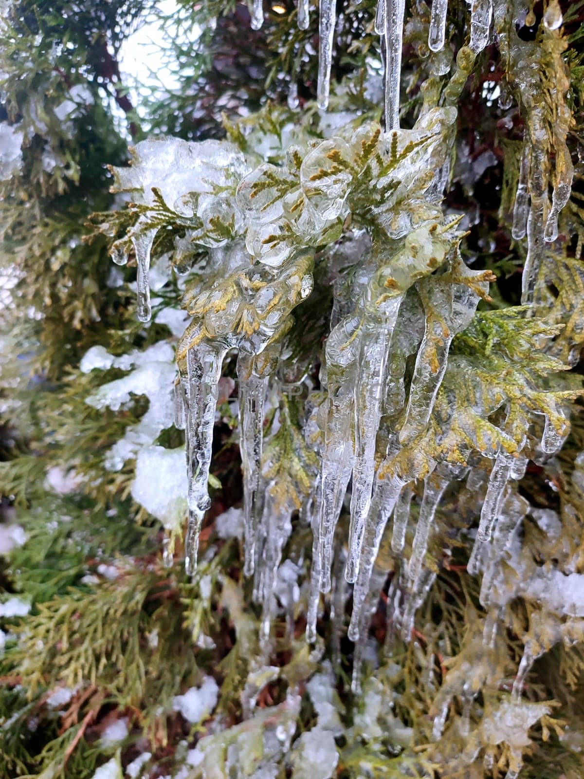 Long icicles evergreen thuja branches close-up Water ice leaves bush tree winter by Mari1408