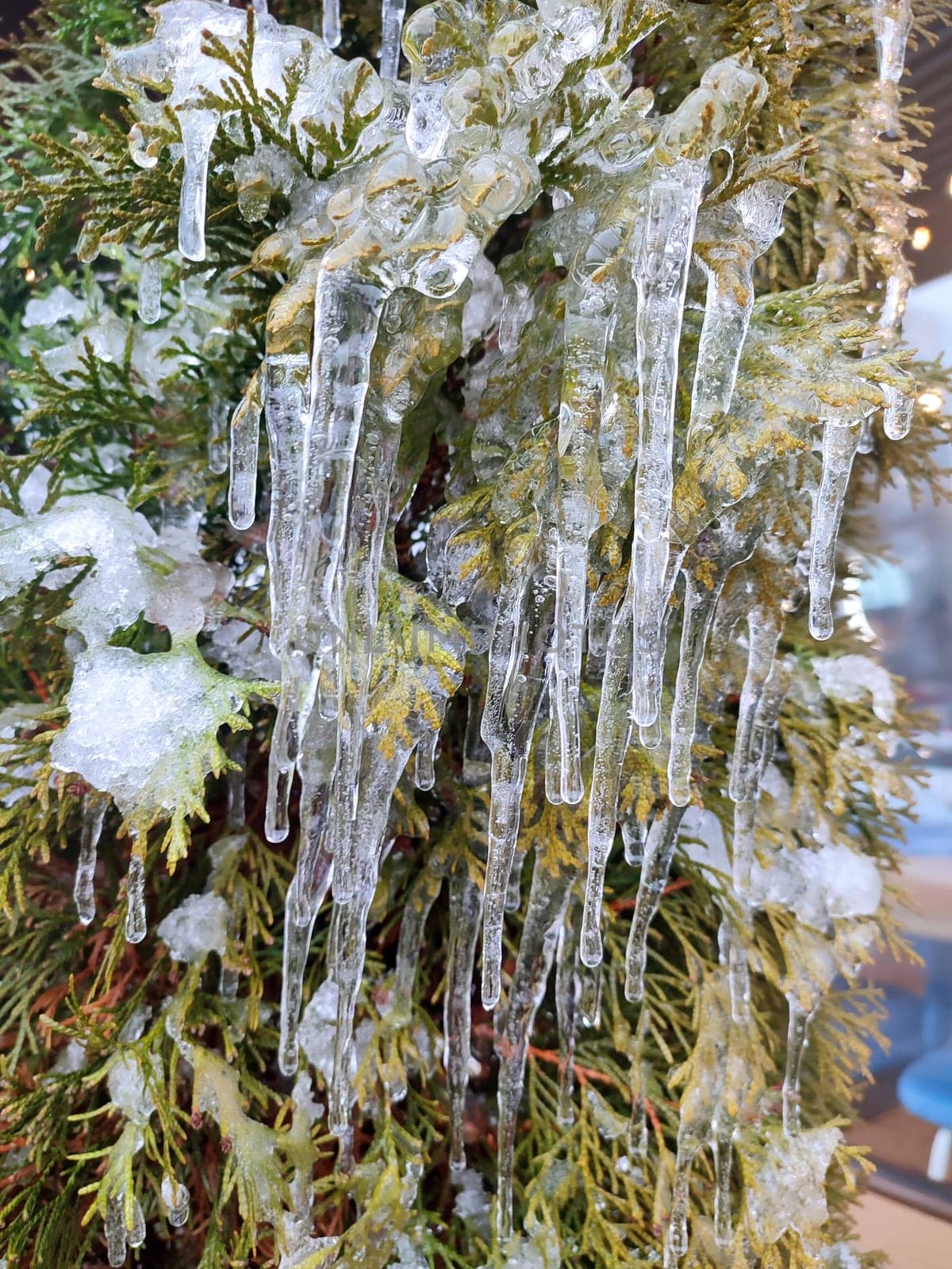 Very long icicles on evergreen thuja branches close-up. Icicles from water ice on leaves of bush tree on winter day. Frozen branches. ice-covered coniferous plant. Nature background. Natural backdrop