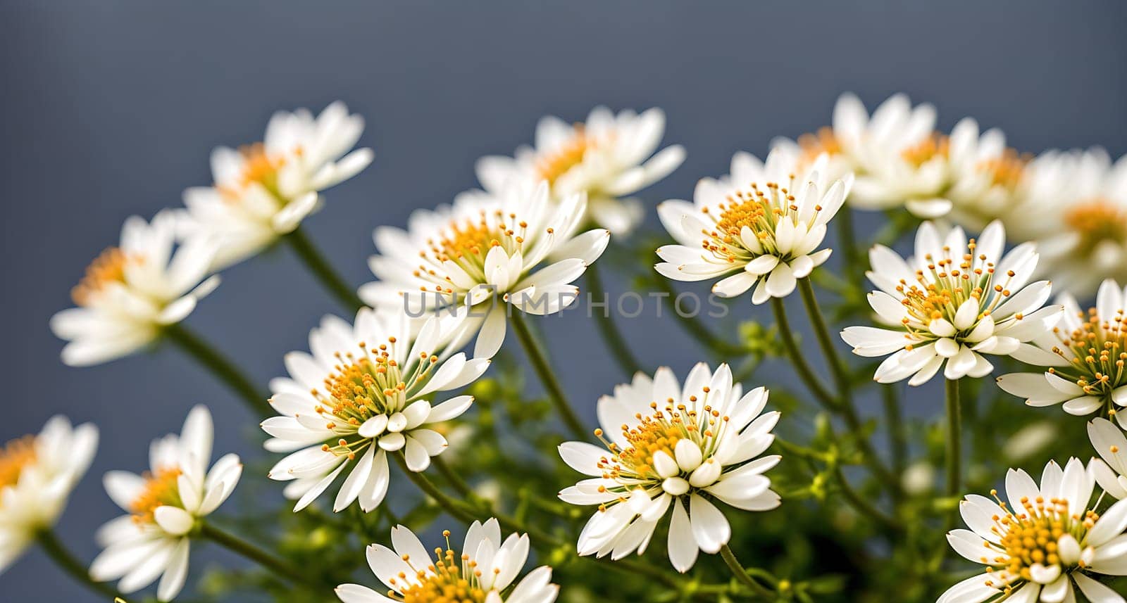 The image shows a bouquet of white flowers with yellow centers.