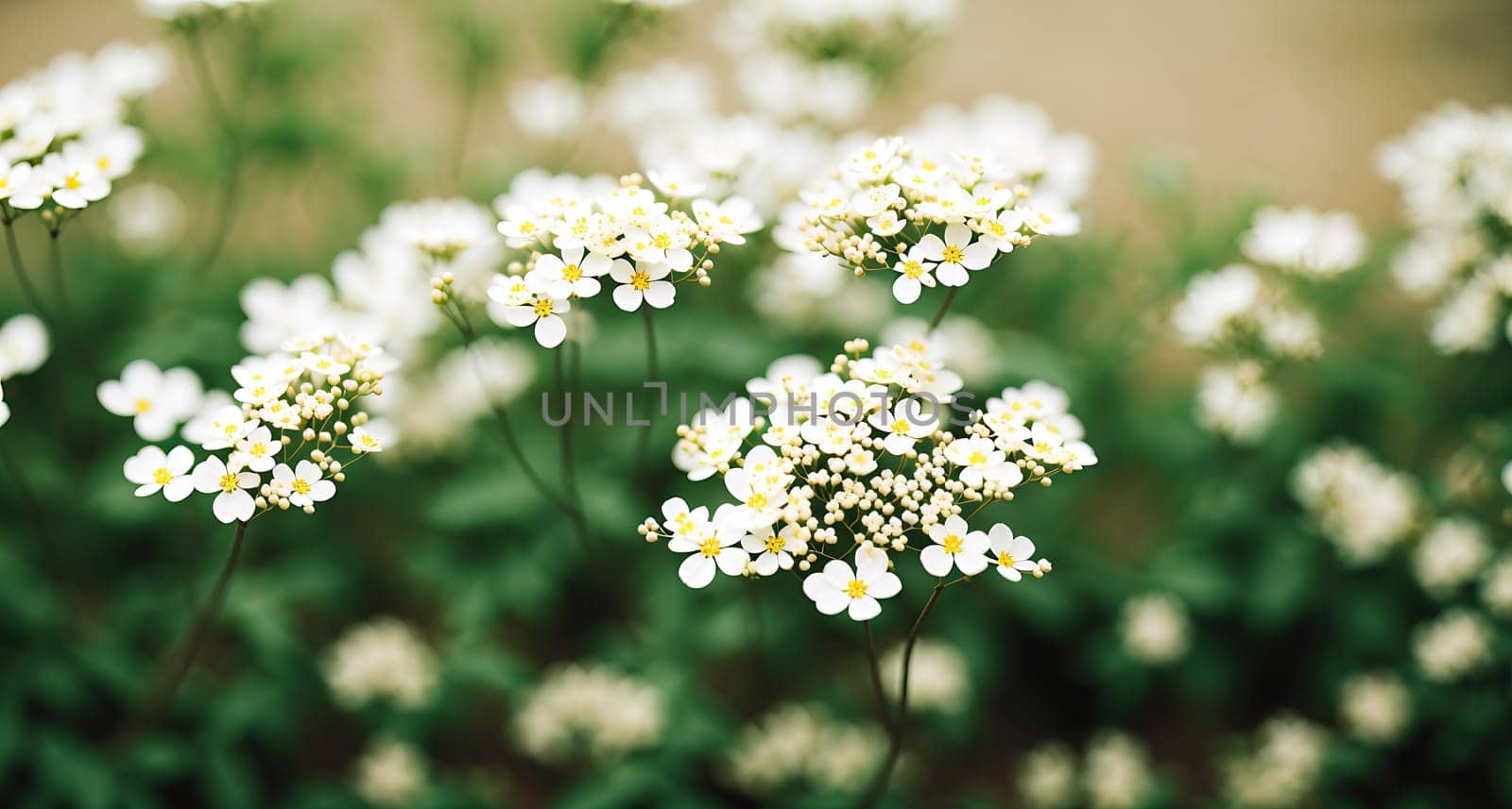 The image shows a field of white flowers with no visible details.