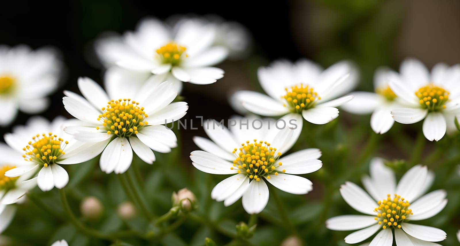 The image shows a group of white flowers with yellow centers growing in a garden.