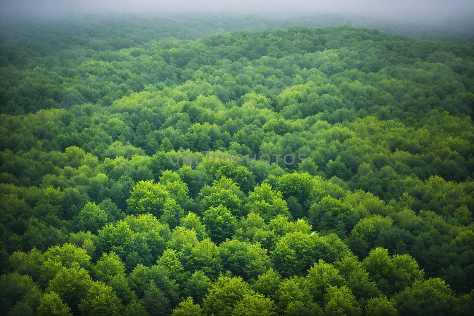 The image is a green forest with trees and fog in the background.