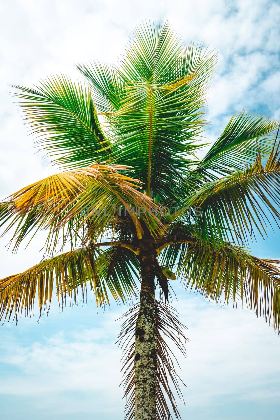 Close up palm tree on the beach of Santos, Brazil.