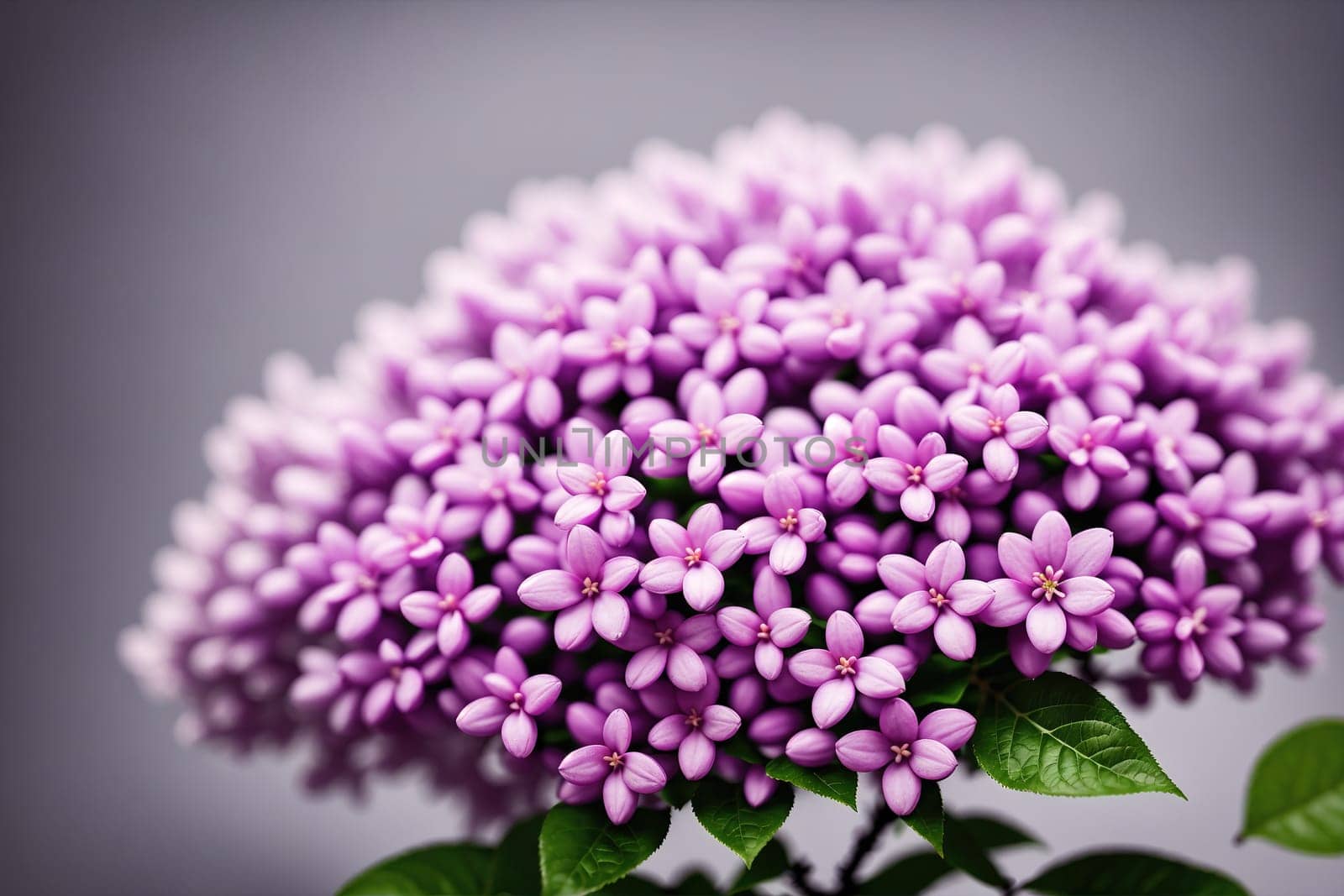 The image shows a close-up of a purple flower with delicate petals and green leaves.