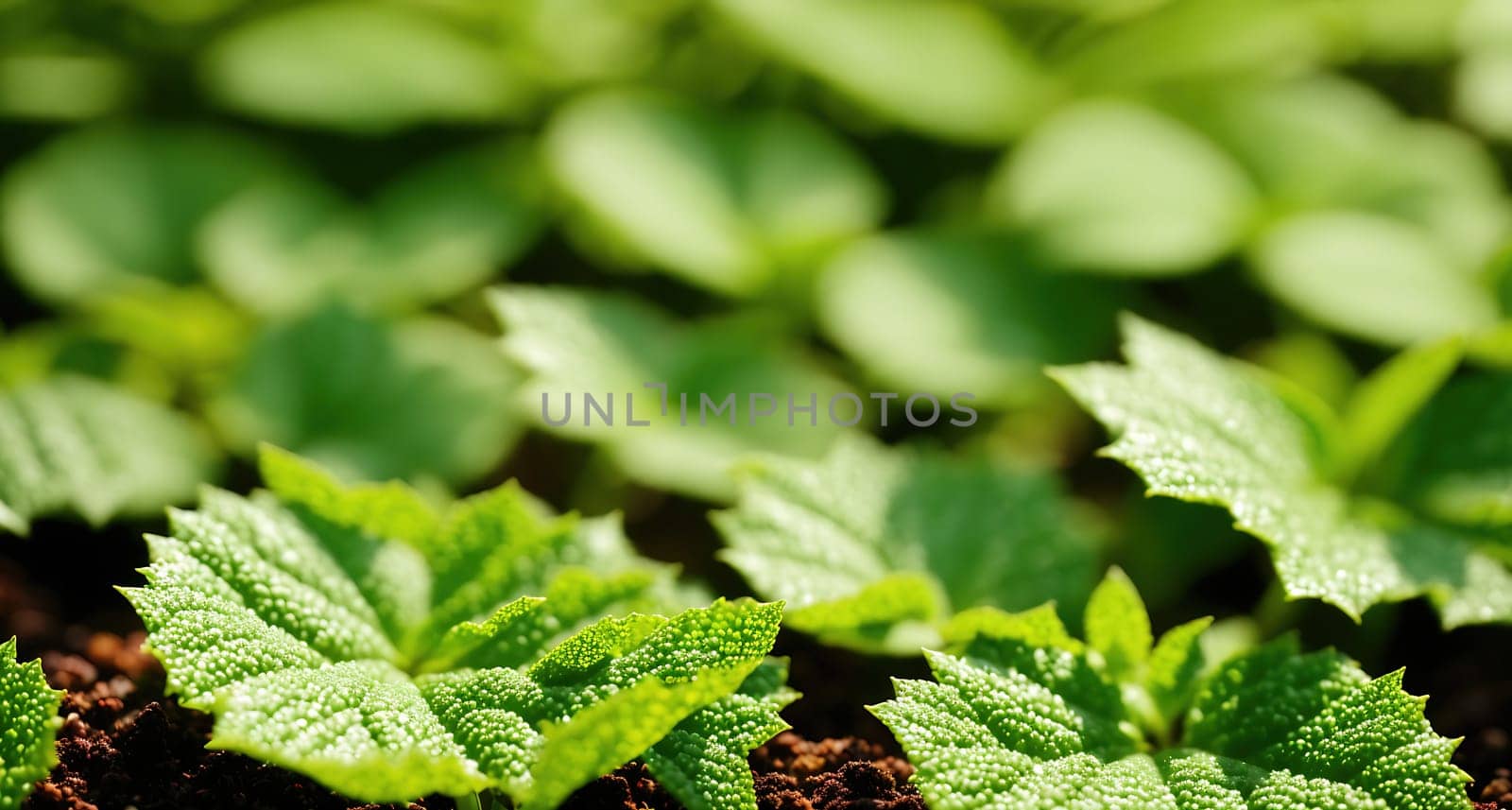 The image shows a group of green plants growing in a garden with leaves and stems visible.