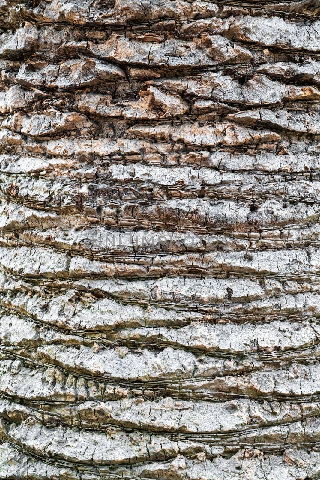 the texture of the bark of a palm tree. photo