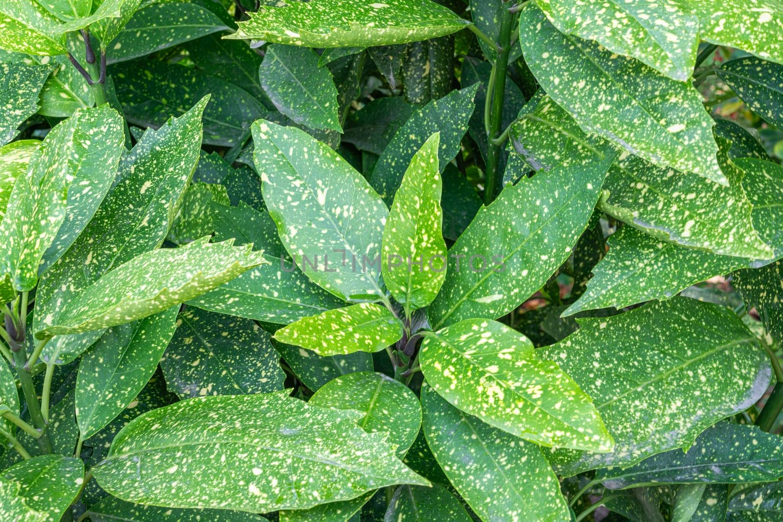 multicolored shrub leaves close-up as a background by roman112007