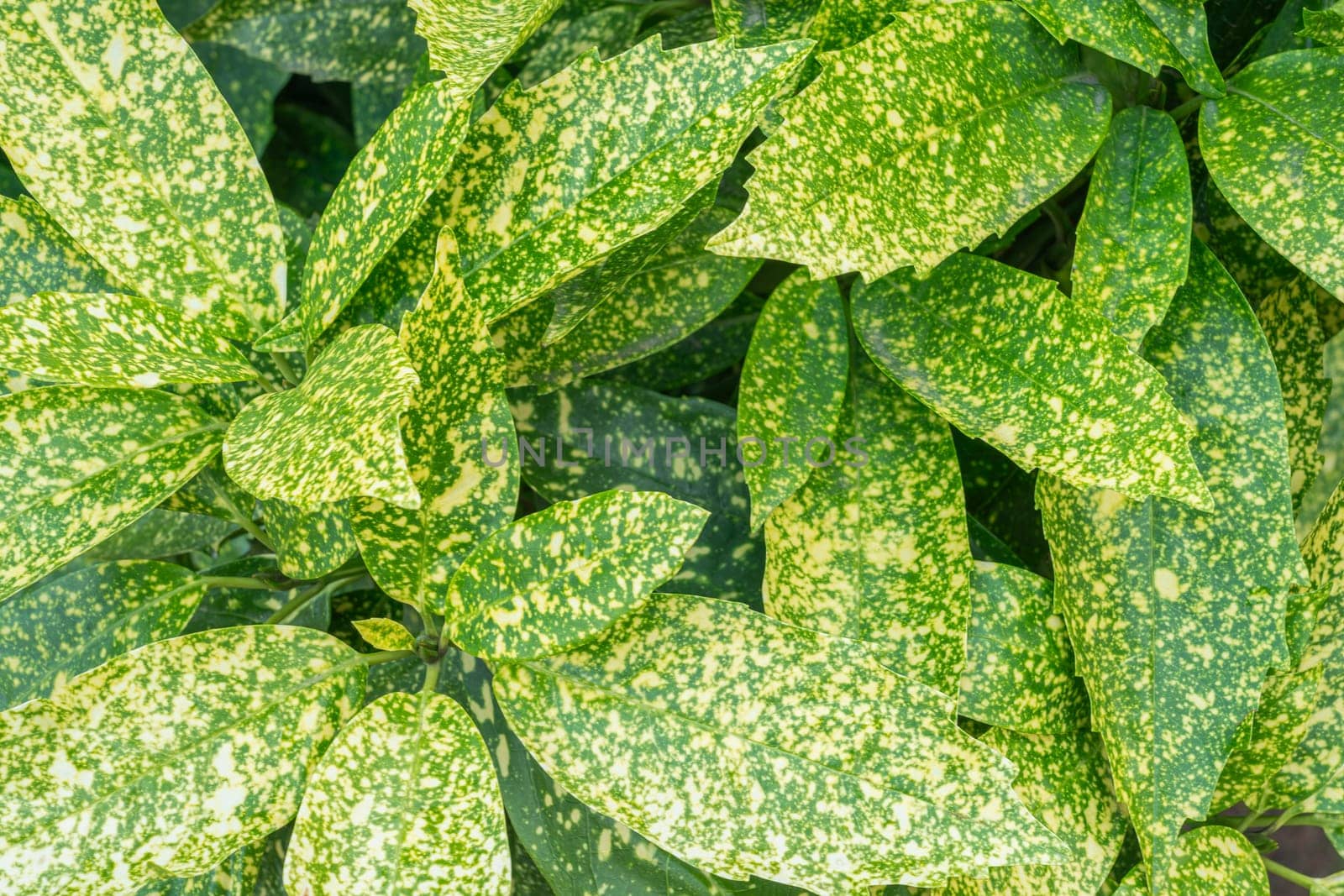 multicolored shrub leaves close-up as a background by roman112007