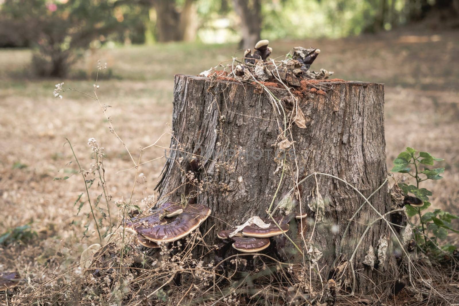 Magic of wild flora, unusually bright shiny mushrooms on stump tree, pleasant nature texture calm dark light brown background.