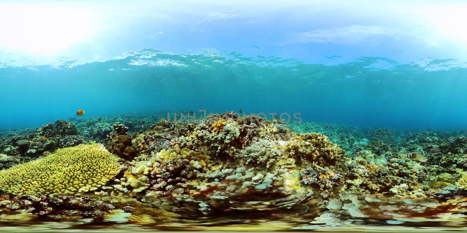 Coral reef and tropical fishes. The underwater world of the Philippines. 360VR Video.