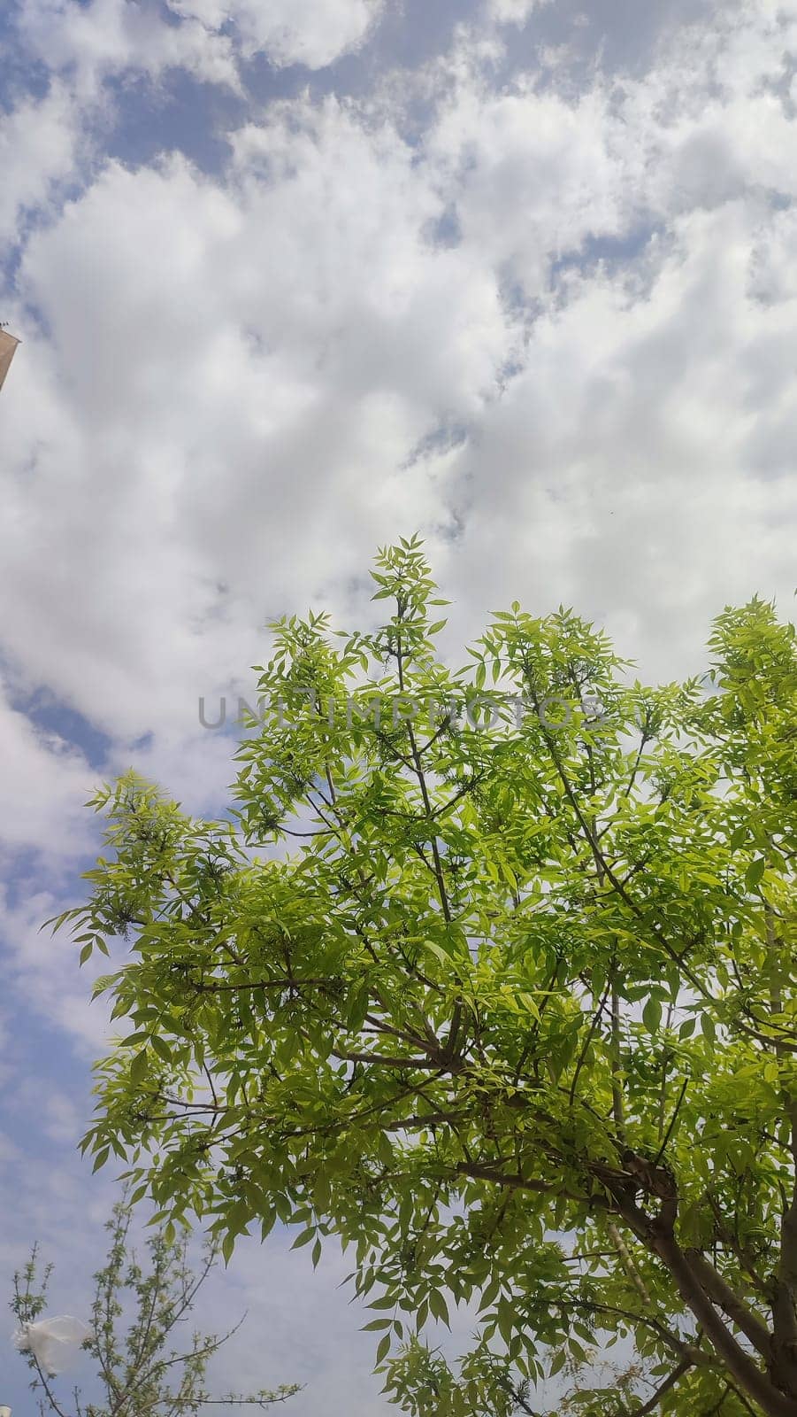green young tree, leaves, blue sky and white clouds, spring background. High quality photo
