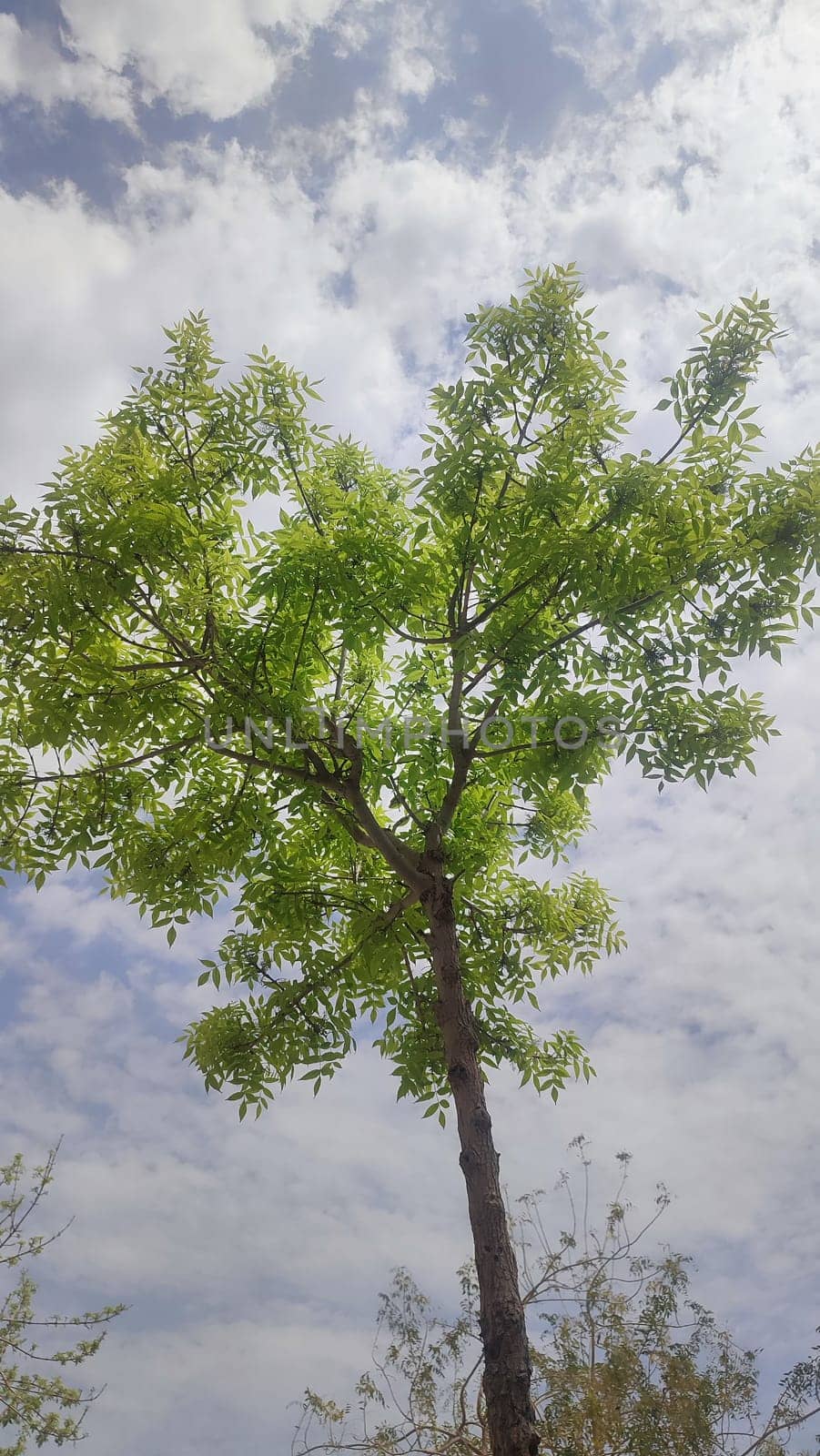 green young tree, leaves, blue sky and white clouds, spring background. High quality photo