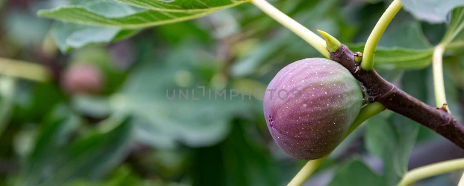 Figs on a branch. Garden plants. Ripe green red fig in a garden or farm by EdVal