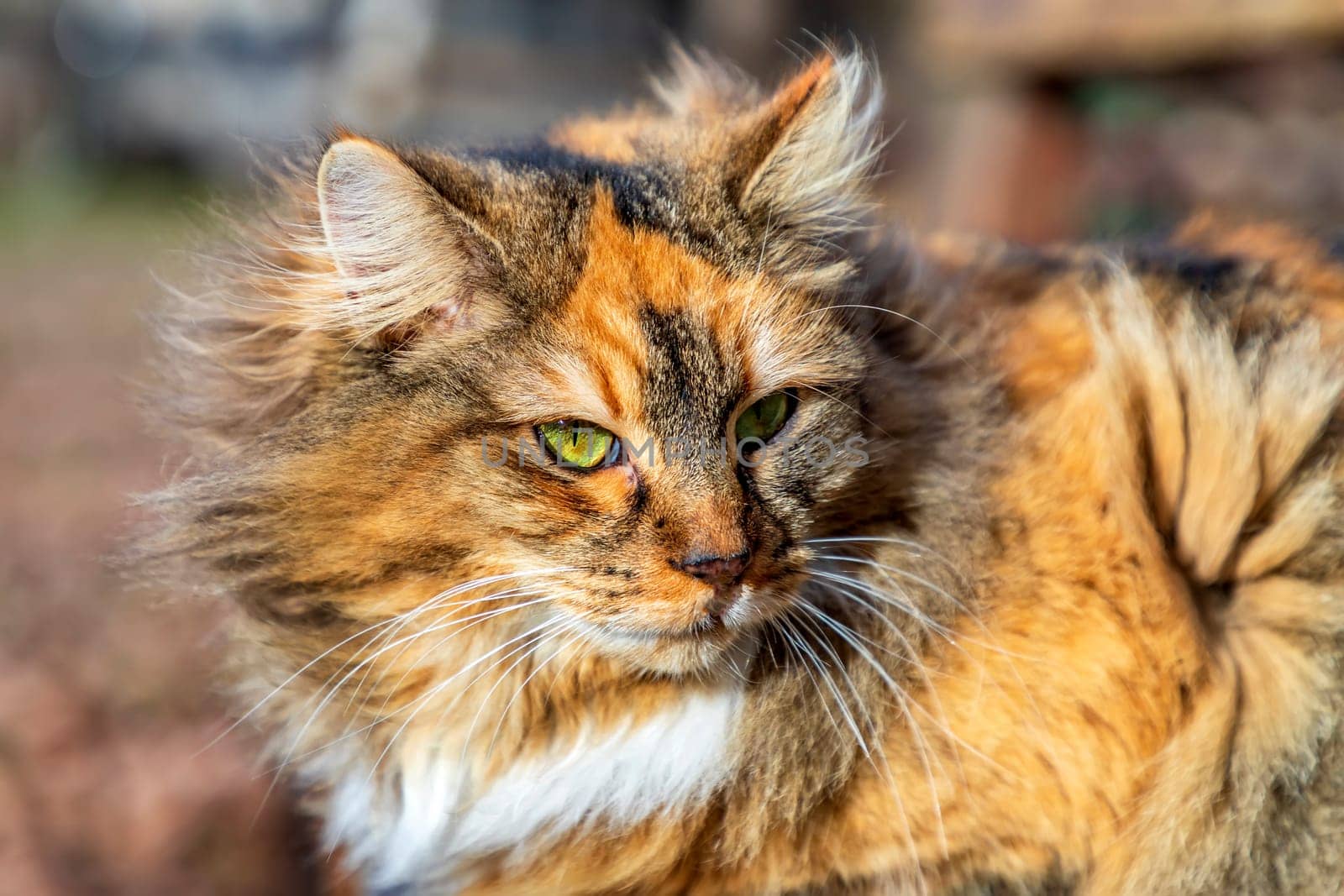 Portrait of colorful fluffy cat. Horizontal view