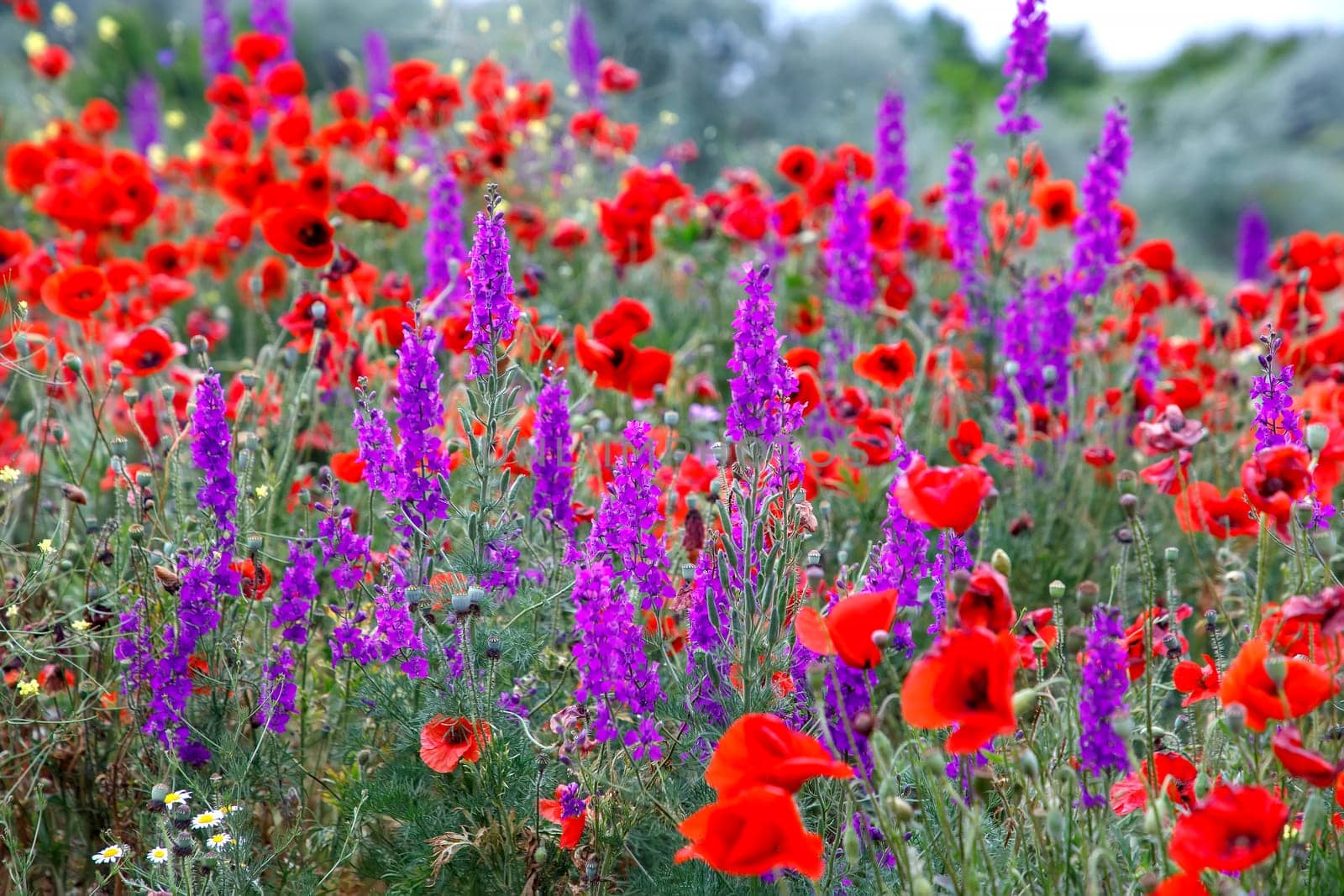 Purple flowers and poppies bloom in the wild field. Beautiful rural flowers with selective focus.