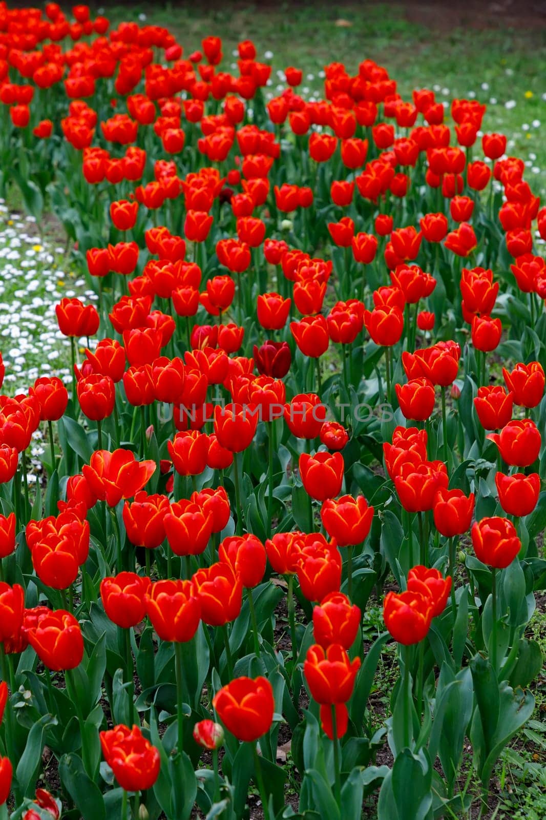 Tulip flowers. Many red tulips flower in the garden. Vertical view by EdVal