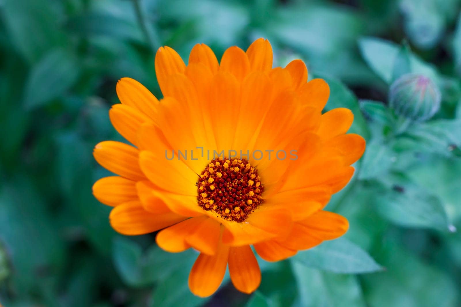 Close-up View Of a Beautiful Summer Flower In Soft Sunlight. Orange Flower Of Calendula Officinalis.