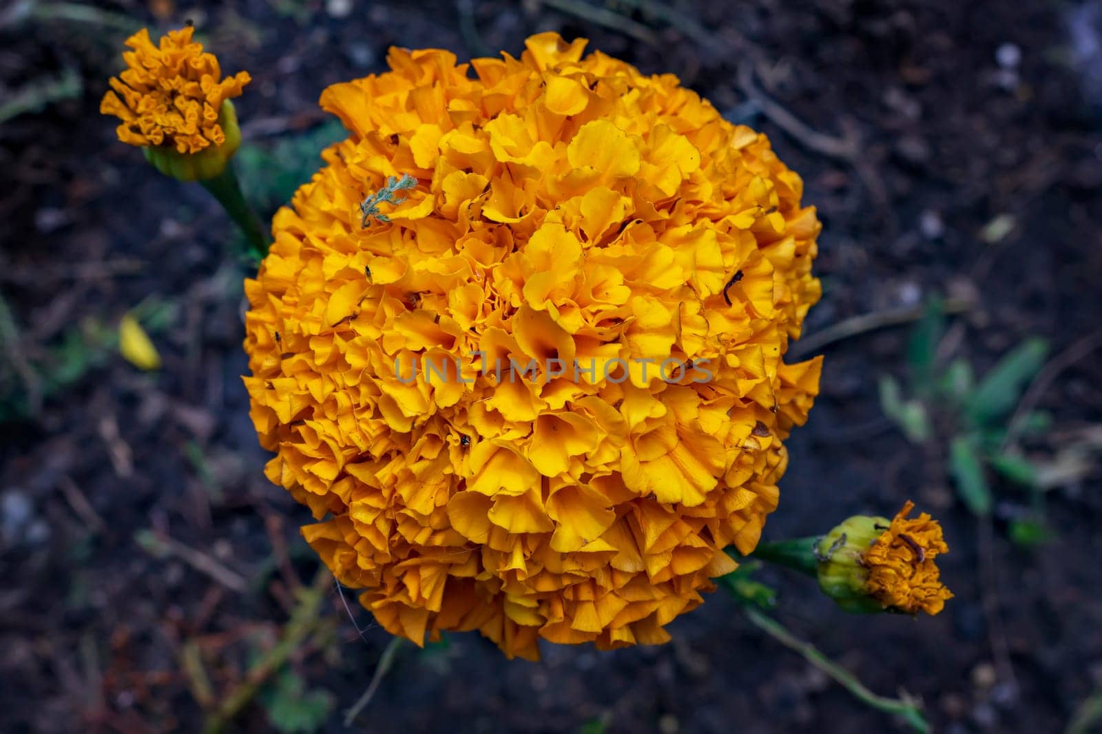 Marigolds, Tagetes erecta flowers in the garden close up