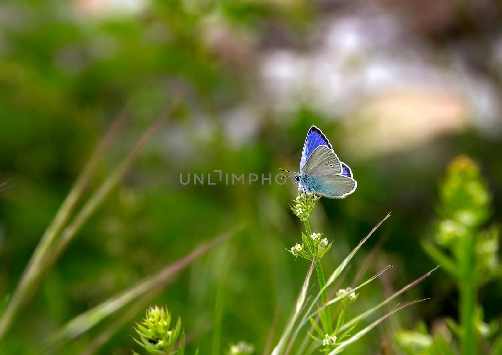 beautiful blue butterfly on a flower in the garden, blurred background by EdVal