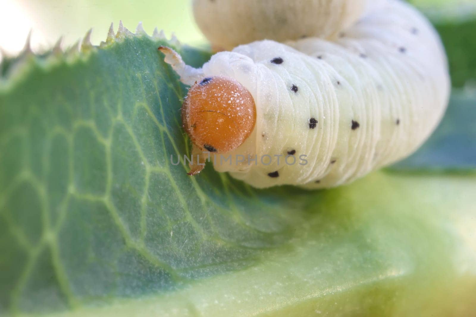 portrait of caterpillar on the green leaf close-up by EdVal