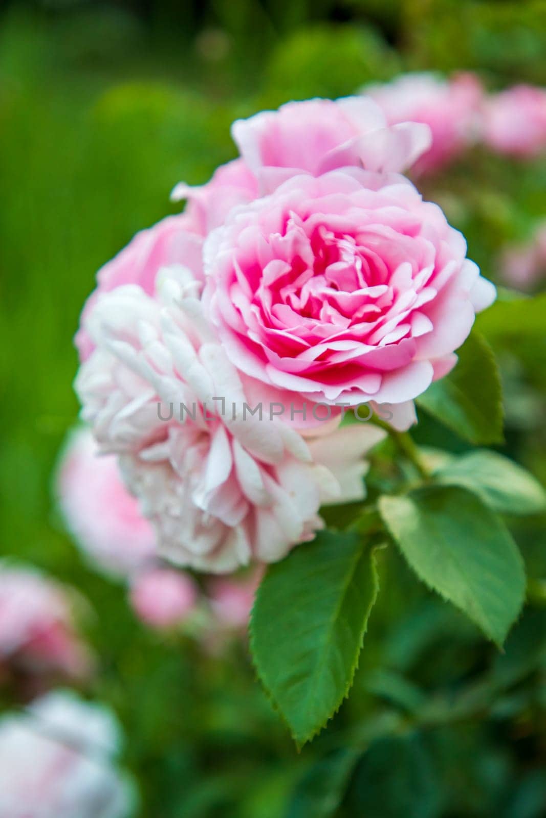 Vertical view of delicate pink rose on blurred background  by EdVal