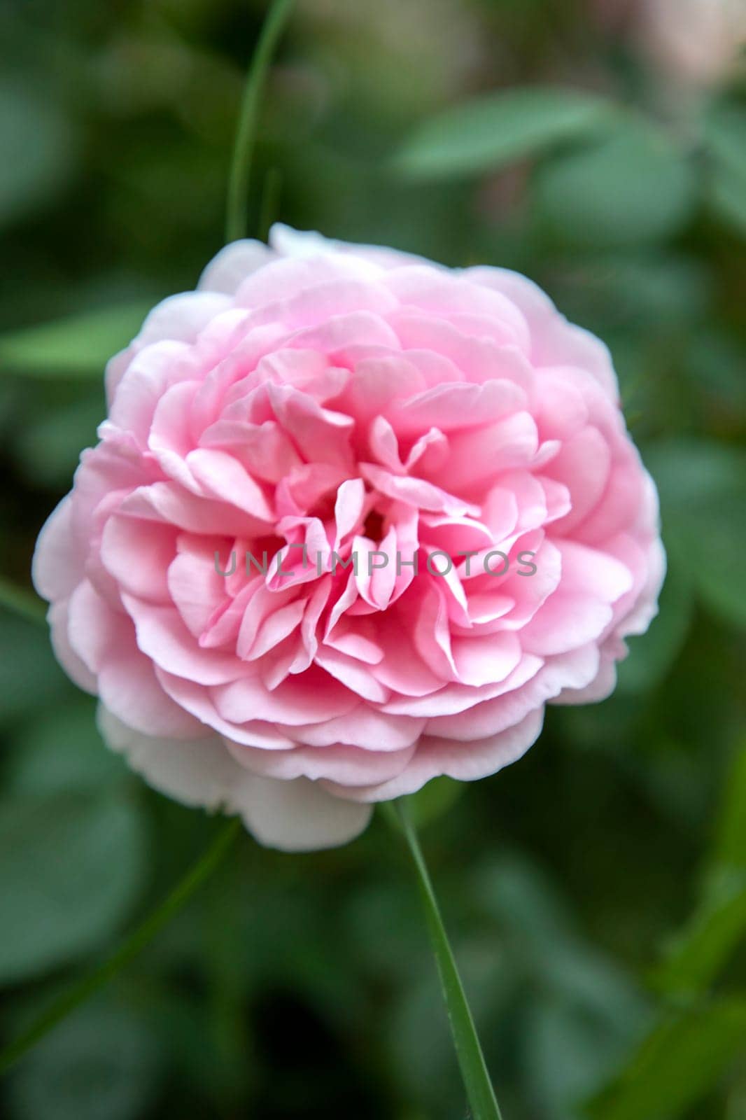 Vertical view of delicate pink rose on blurred background 