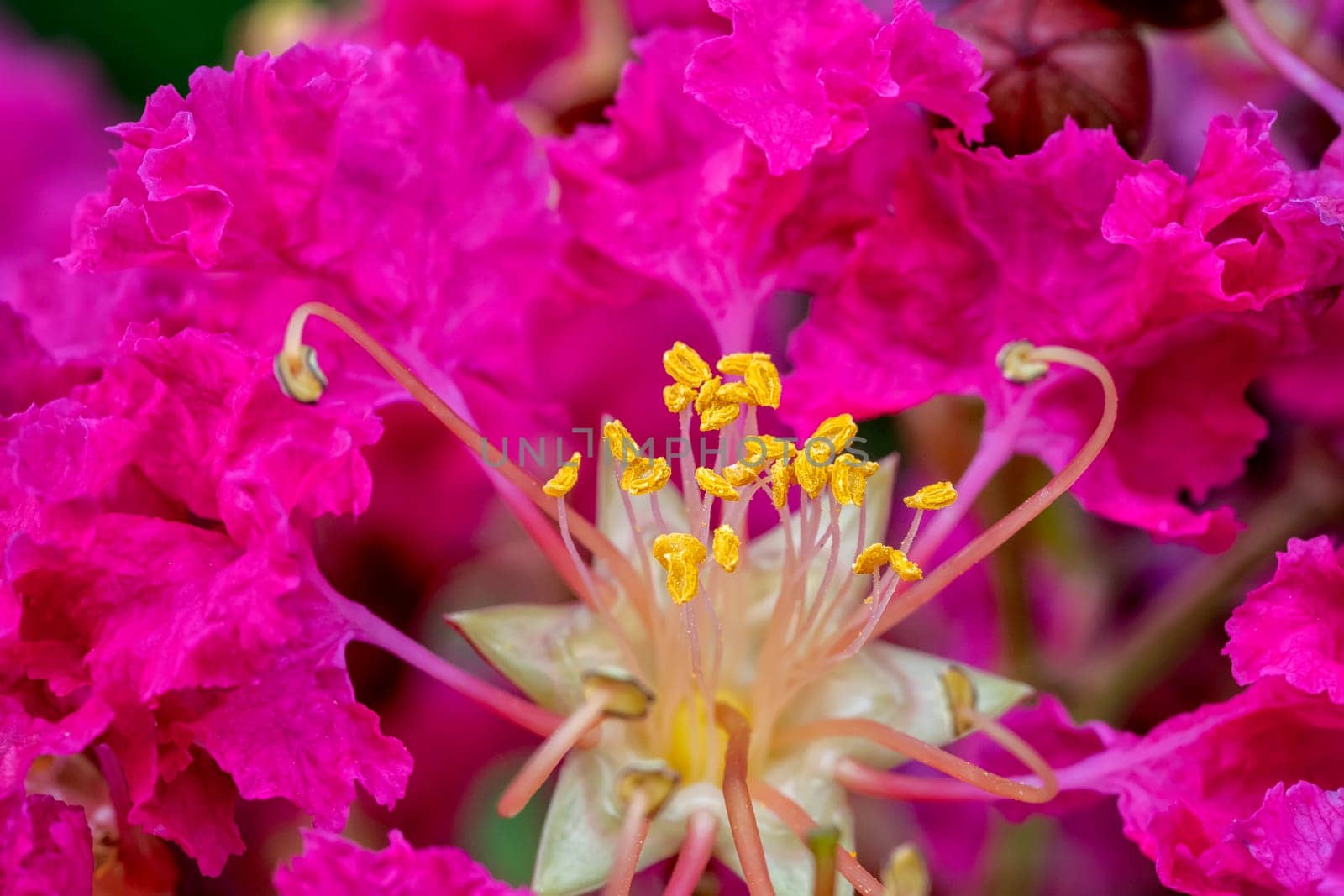 Stunning yellow stamens of blossom red flower  by EdVal