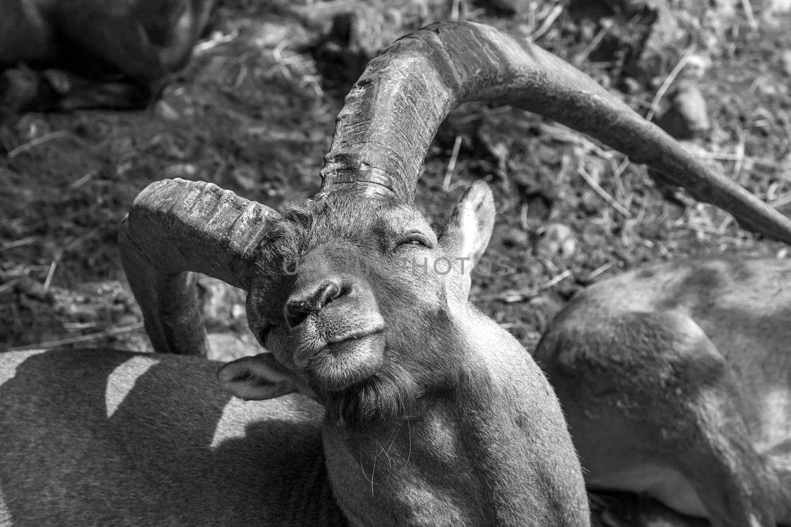 Alpine ibex mountain goat with big horns - standing to sunbathe