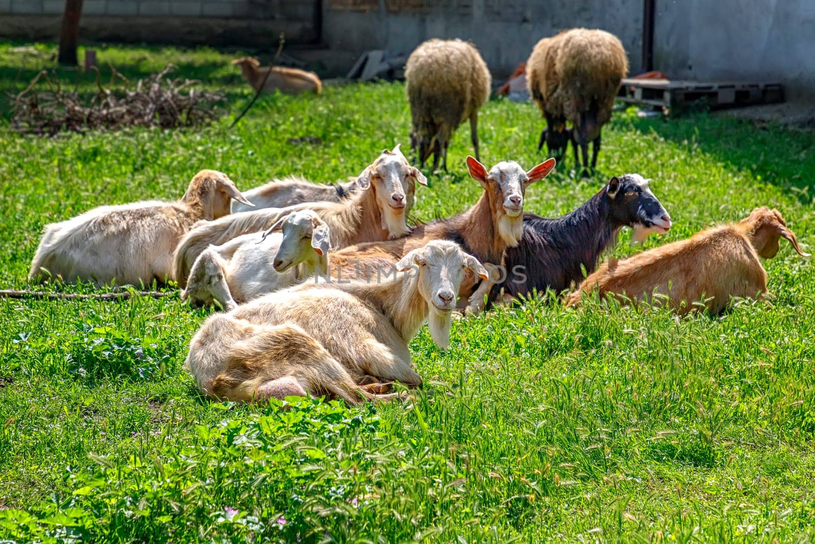 ? goats on a farm on the green grass. Goats in garden by EdVal