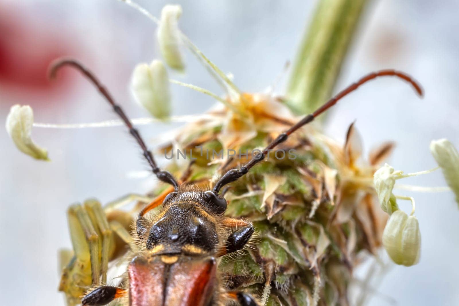 Detailed macro of small bug on the dandelion head. 