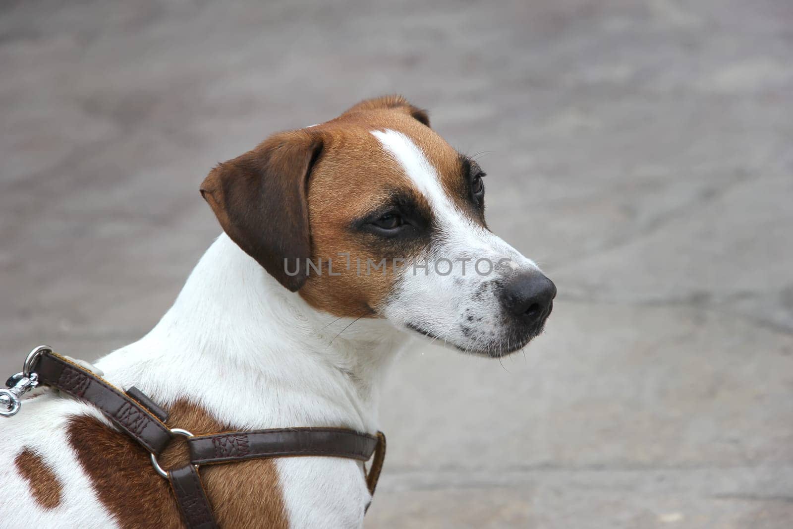 Portrait of Jack Russell Terrier dog on street