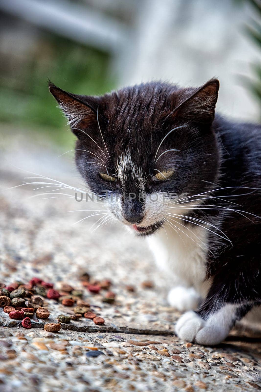 Close up of cat eating granules in the garden, with blurred background.