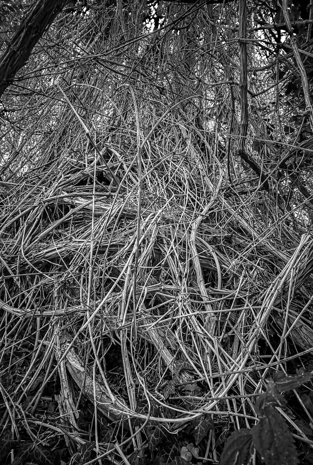 Many dry roots or lianas in the forest Black and white view