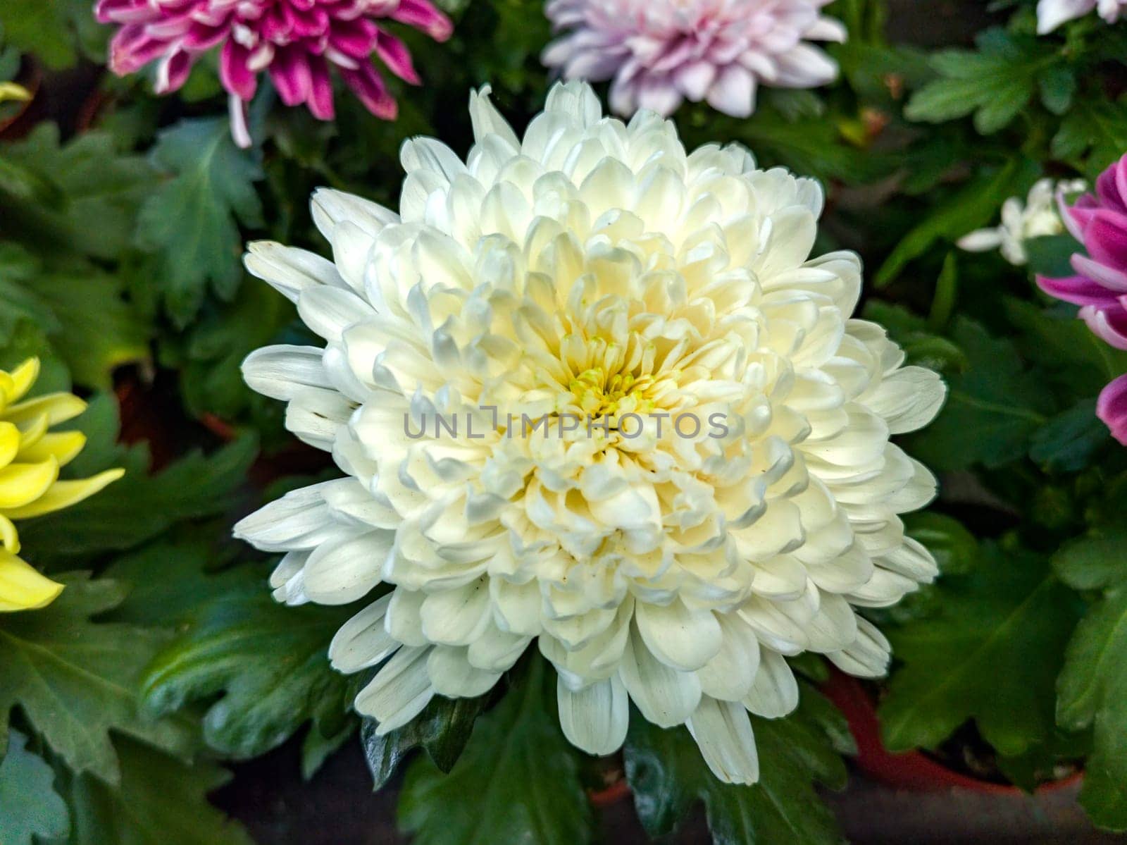 Beauty white chrysanthemum flower.Tender flower. Nature. by EdVal
