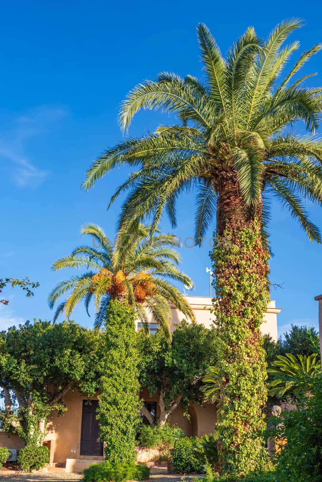 Beautiful big palms in the garden. Vertical view by EdVal