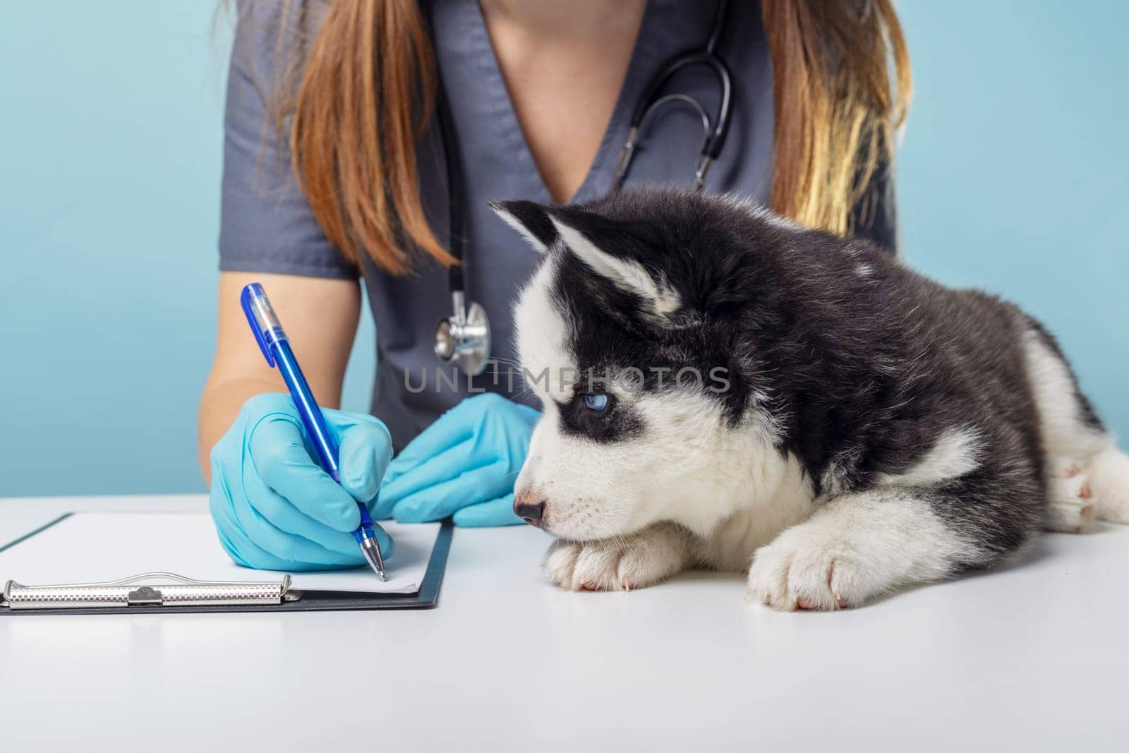 Puppy being examined by veterinarian with stethoscope. Animal healthcare concept. Studio shot with turquoise background. Design for educational material, banner, flyer.