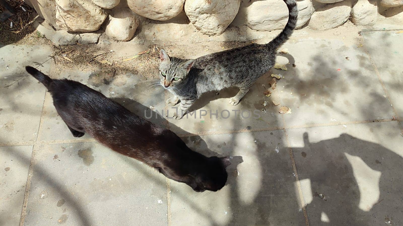 cat walking in the yard street, animal, pets. High quality photo