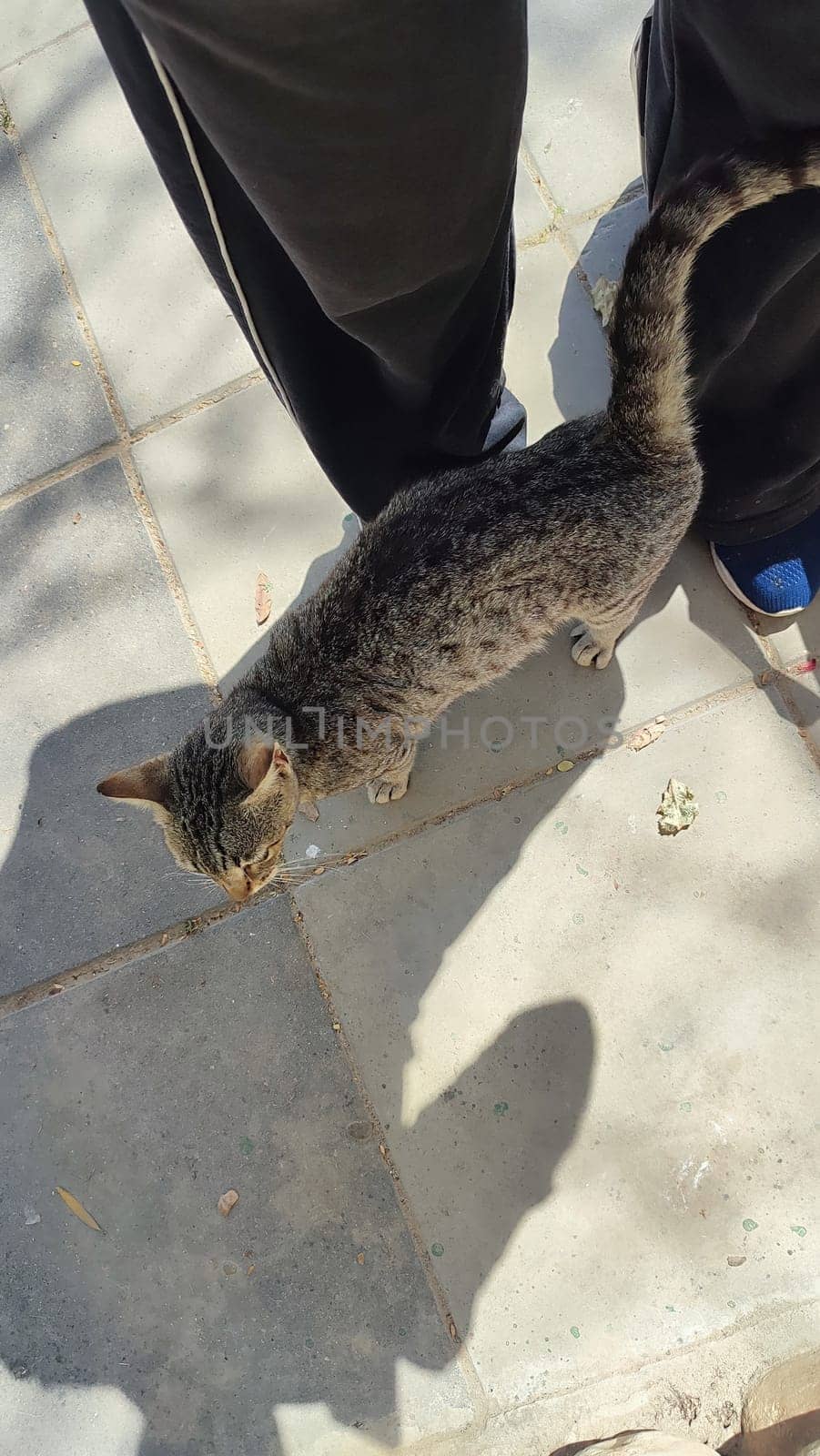 cat walking in the yard street, animal, pets. High quality photo