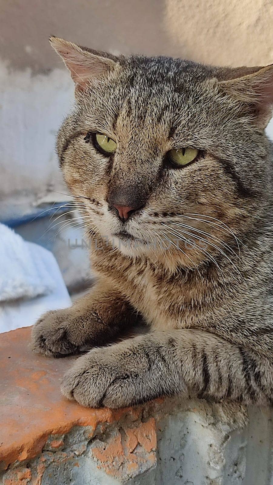 cat walking in the yard street, animal, pets. High quality photo