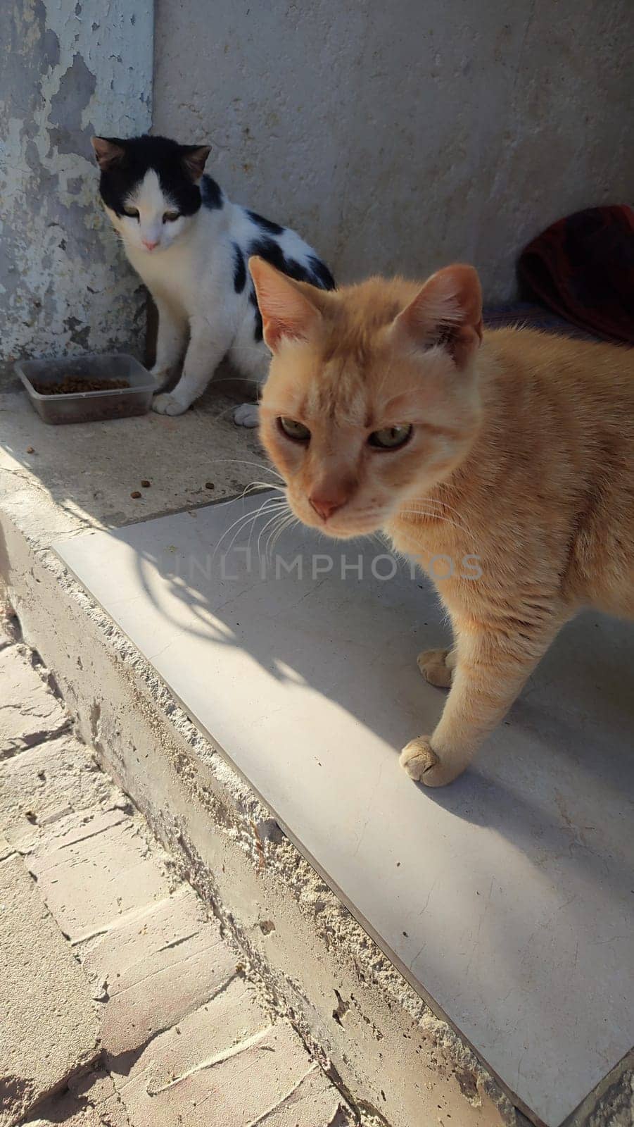 cat walking in the yard street, animal, pets. High quality photo