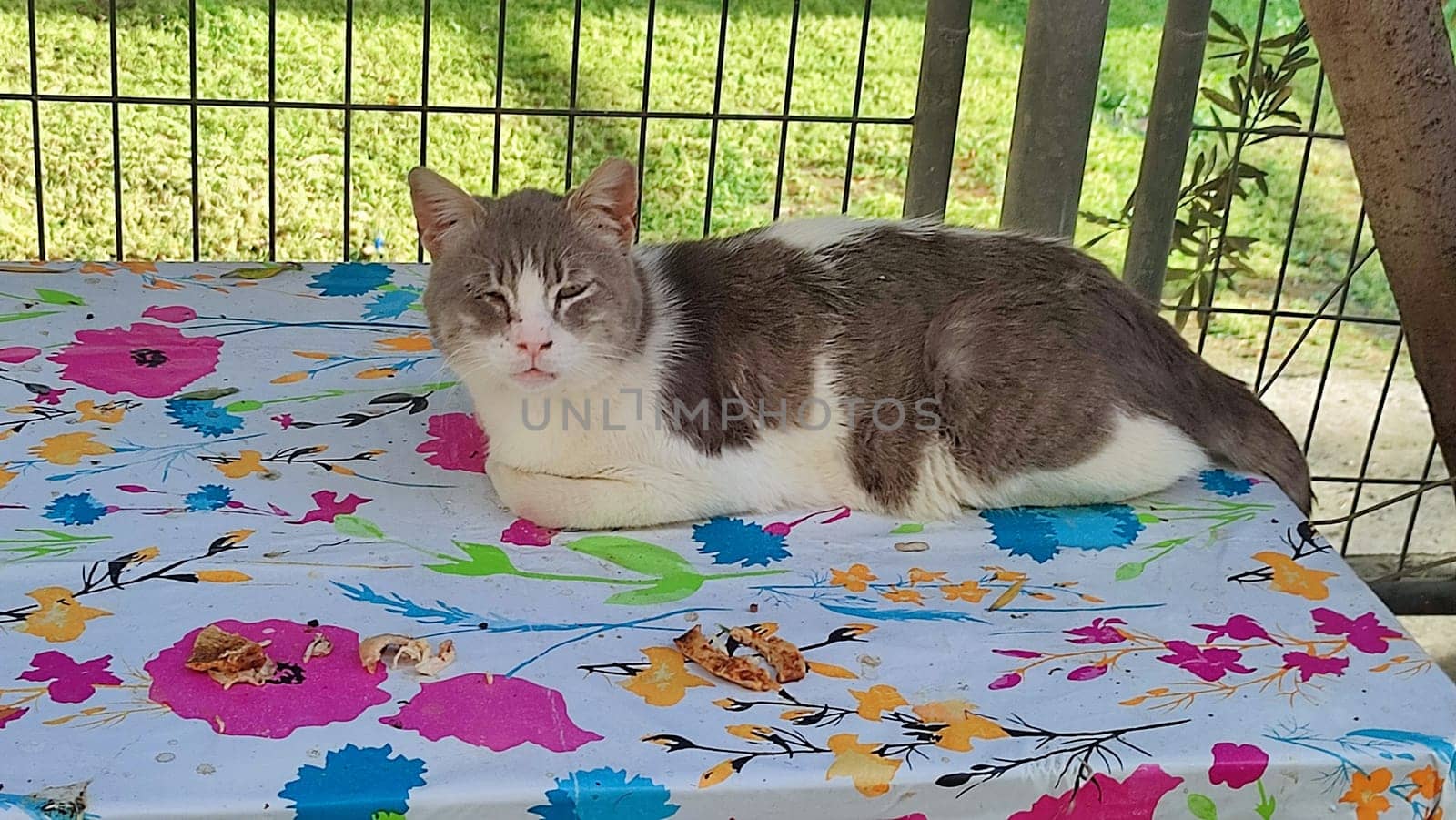 cat walking in the yard street, animal, pets. High quality photo