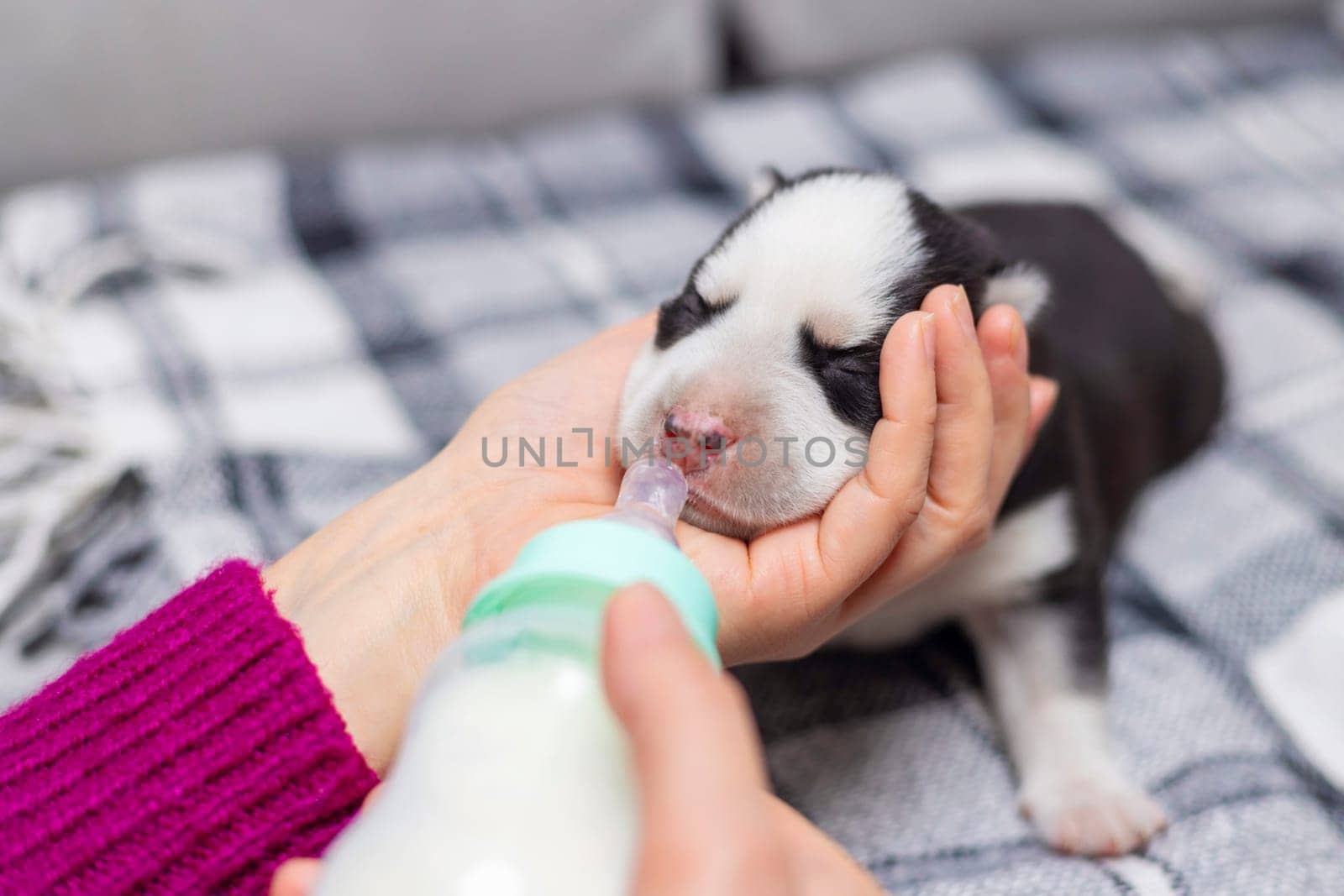 Newborn puppy being fed with a bottle by human hands. by andreyz