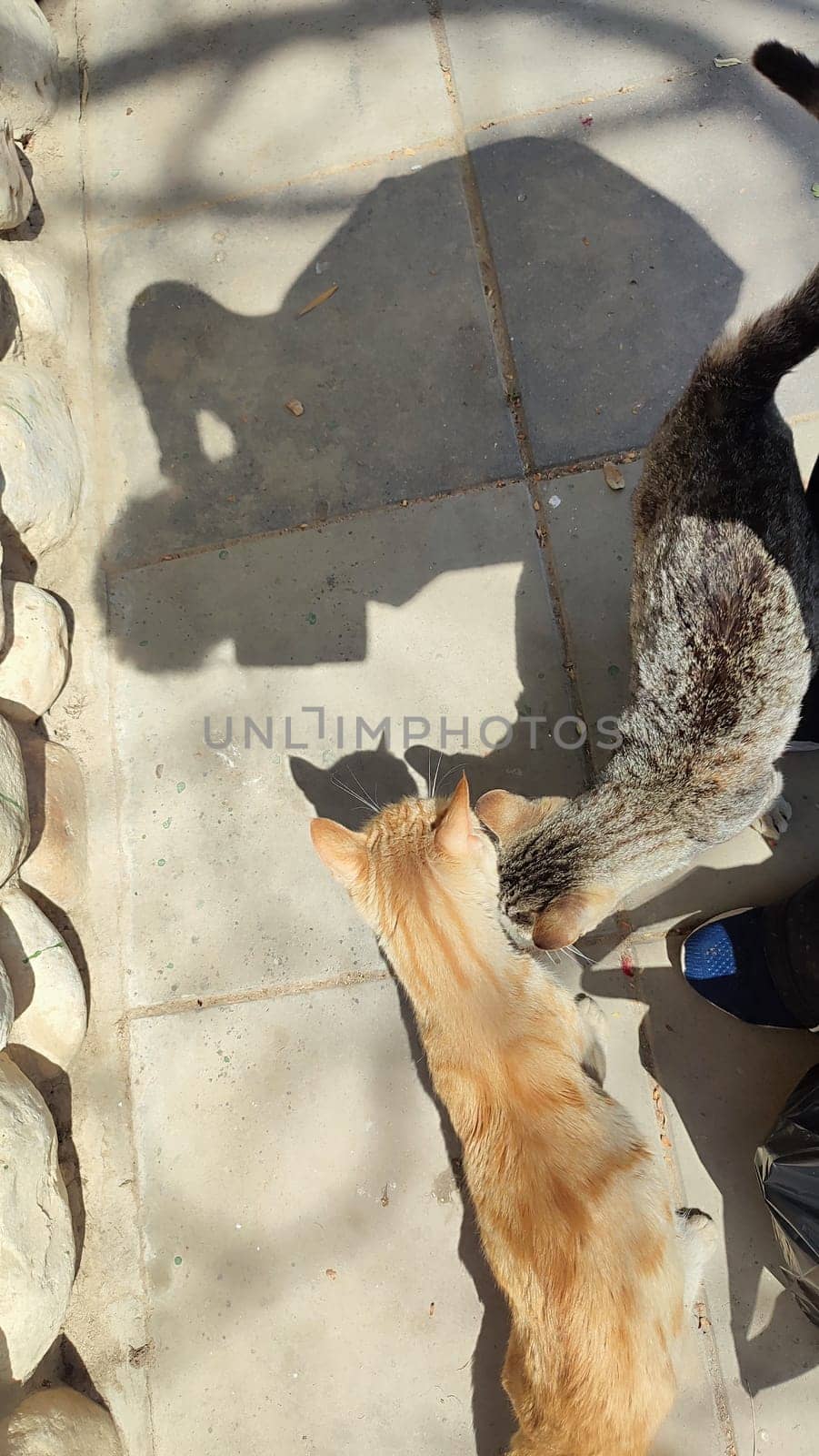 cat walking in the yard street, animal, pets. High quality photo