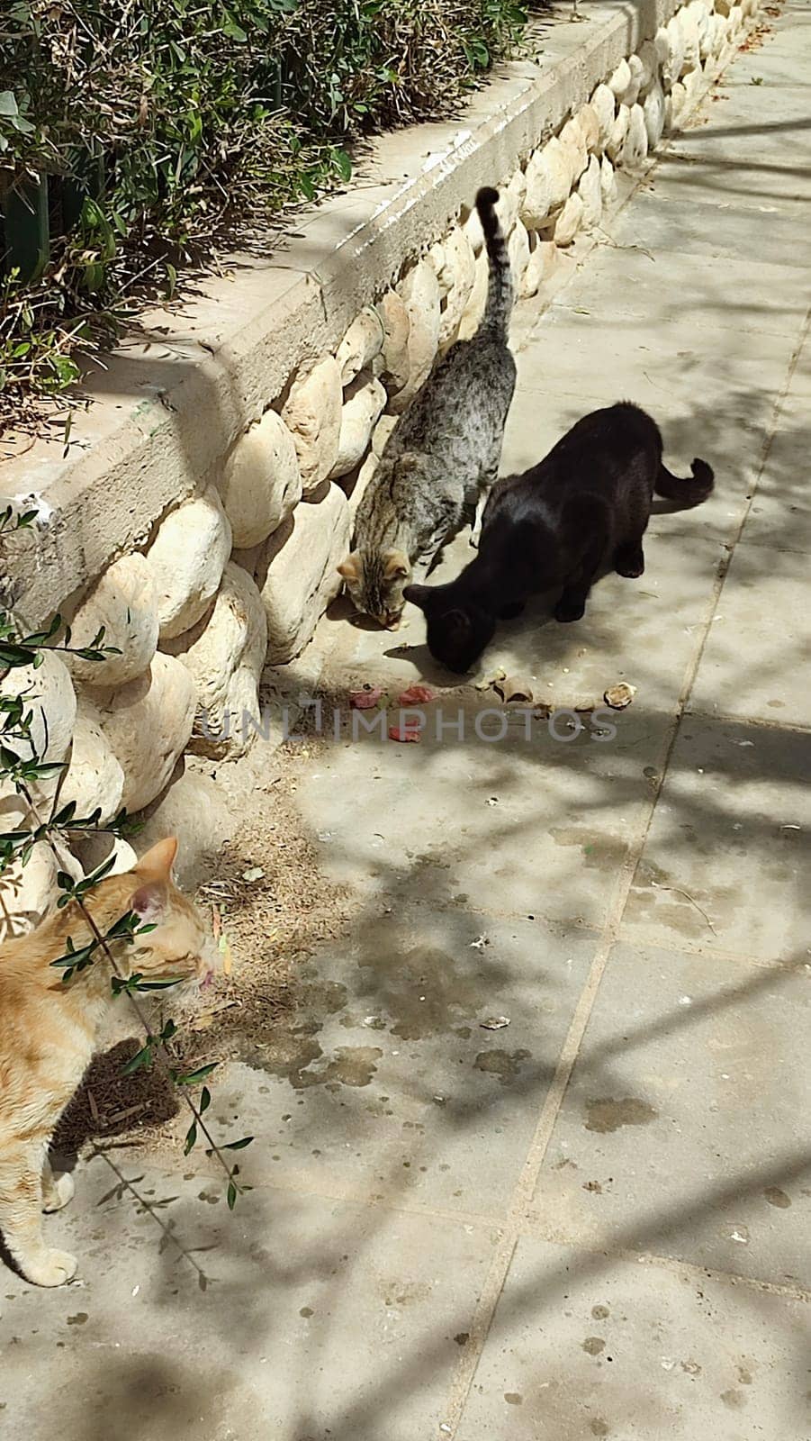cat walking in the yard street, animal, pets. High quality photo