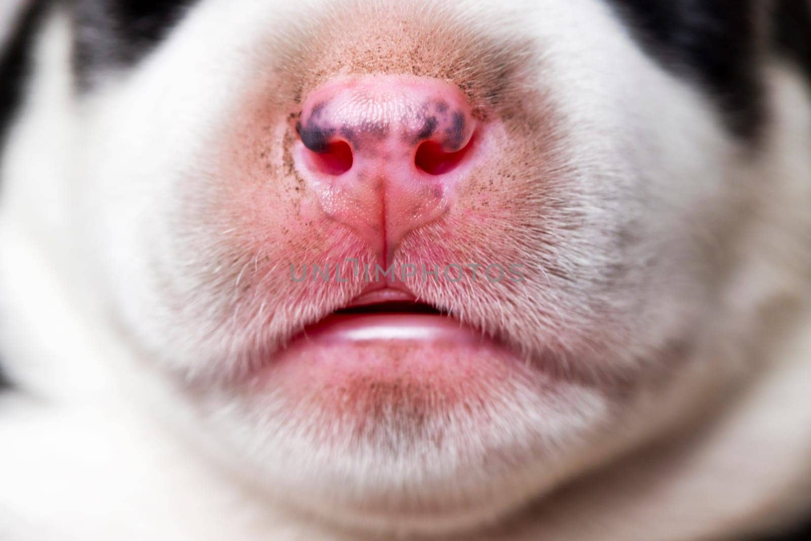Close-up of a dog's nose. Animal features and senses concept. by andreyz